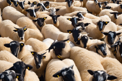 Group Tour Leader Tips for Herding the Flock Smoothly